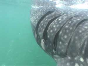 whale sharks tours in holbox mexico