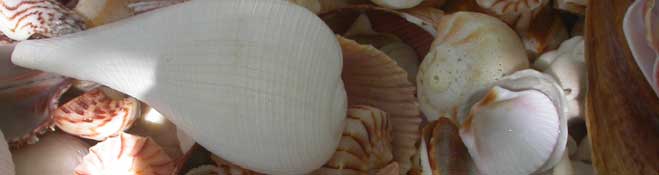 Reservations for hotels condos in playa del carmen tulum and activities in the riviera maya