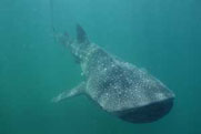 holbox island whale shark tour simply amazing