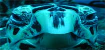 great scuba diving in playa del carmen were you will see lots of  turtles